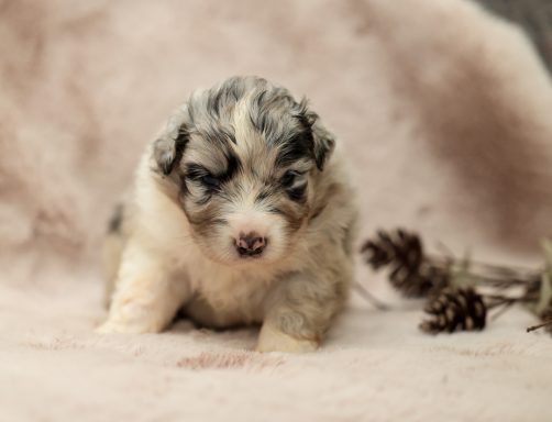 Blue merle Bi Hündin