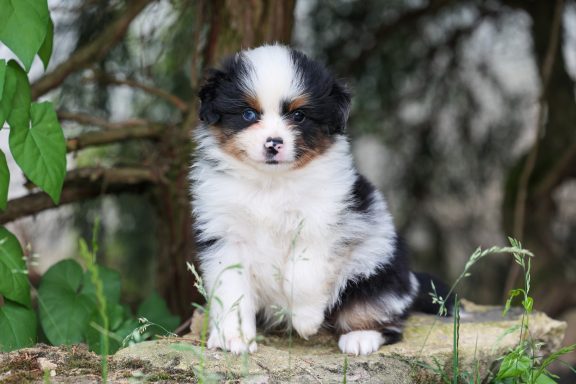 Blue merle Rüde