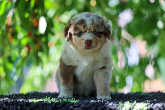 Red merle Mädchen