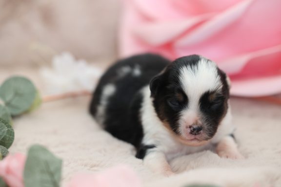 Blue merle Hündin