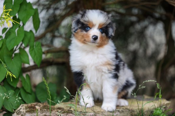Blue merle Hündin - vergeben