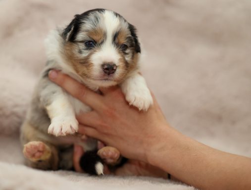 Blue merle Rüde